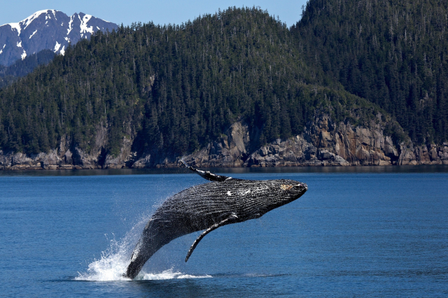What does it mean to dream of whales? 